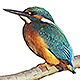 Mrs Moore - Kingfisher